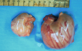 Healthy Horse Ovary